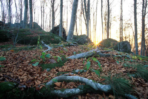 Tramonto nella faggeta vicino a Fonte Perde Capra